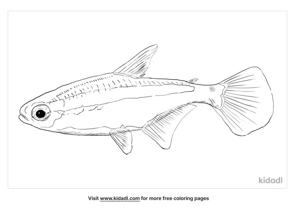 Tetra Coloring Page