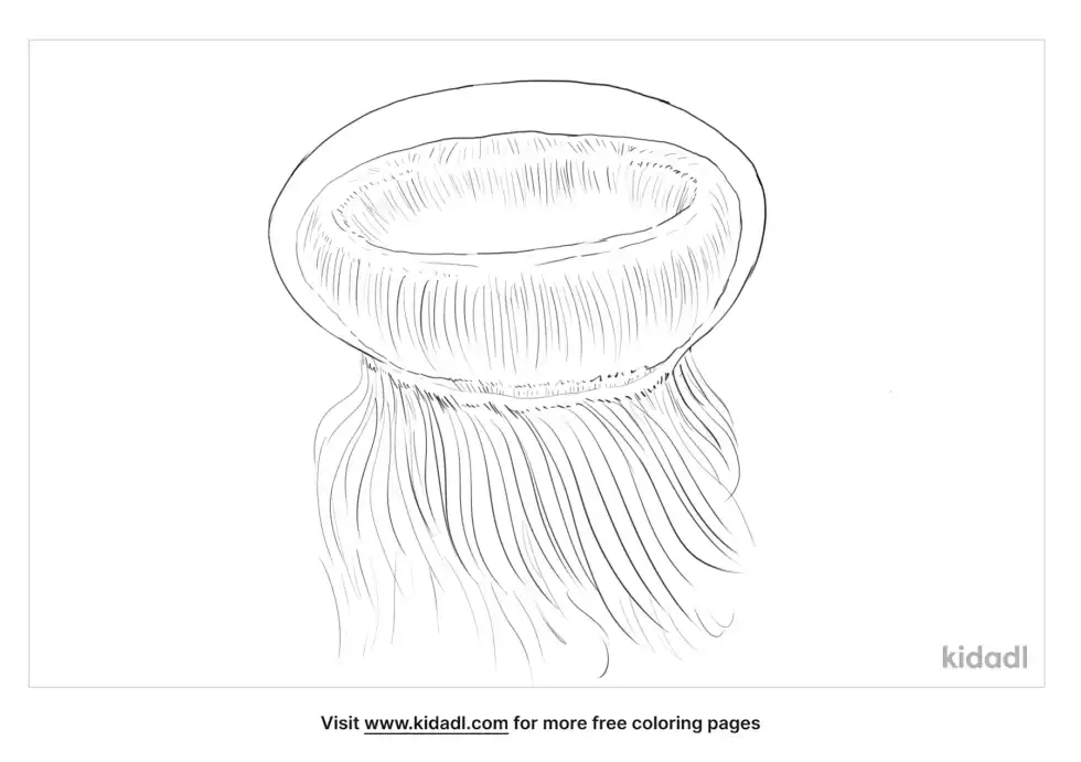 Hydrozoan Jellyfish Coloring Page