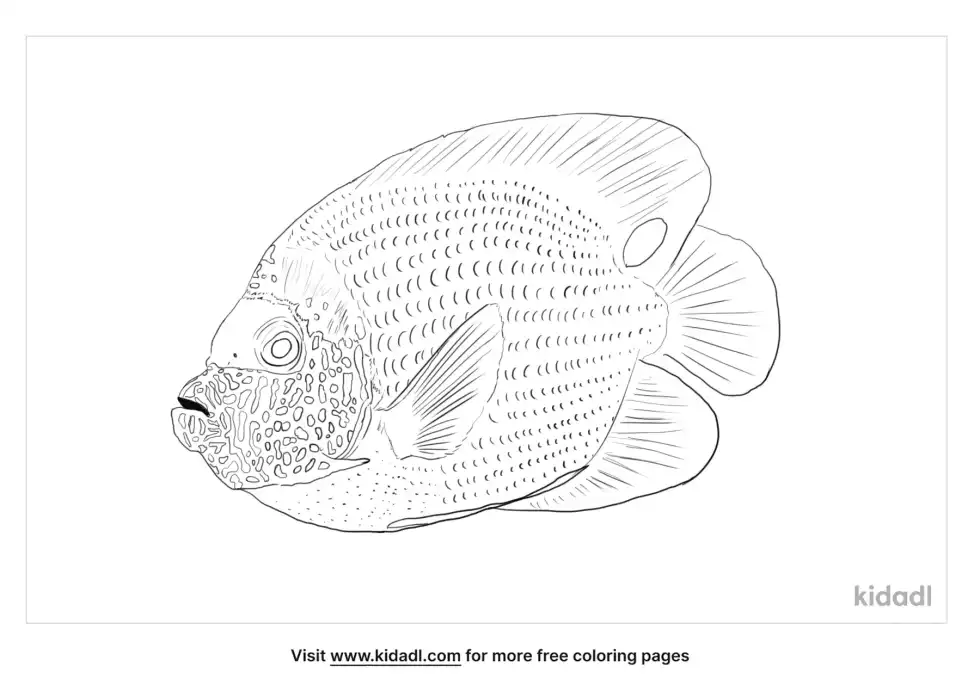 Marine Angelfish Coloring Page