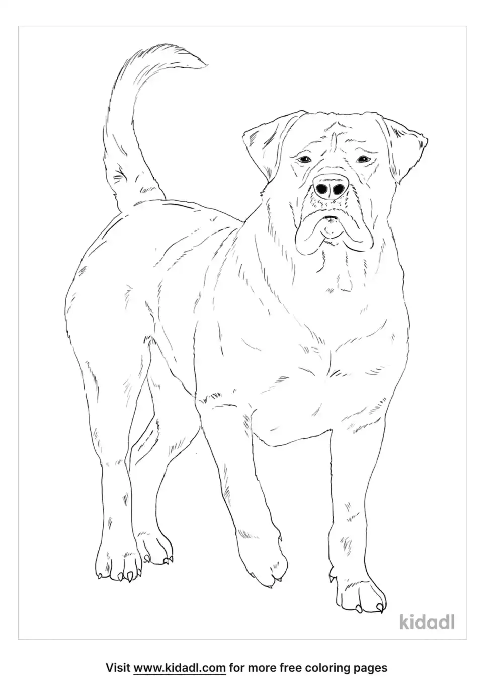 Boerboel Coloring Page