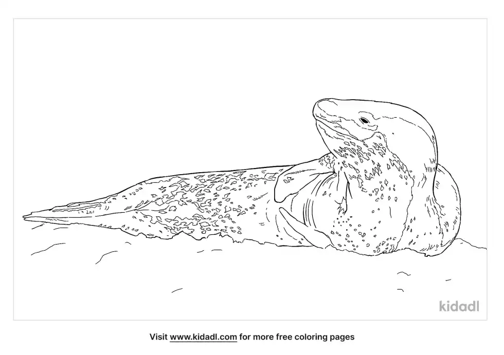 Leopard Seal Coloring Page
