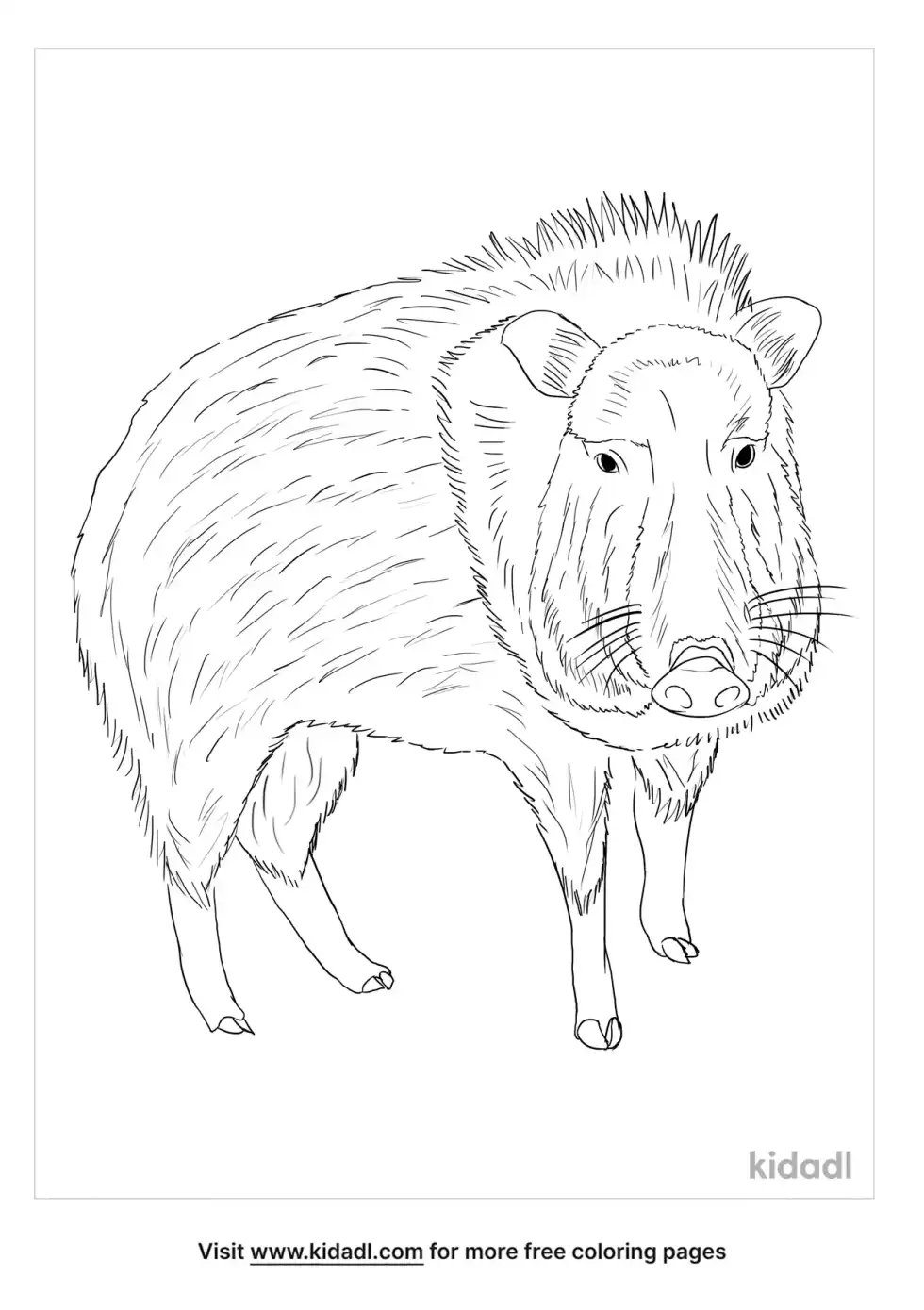 Peccary Coloring Page