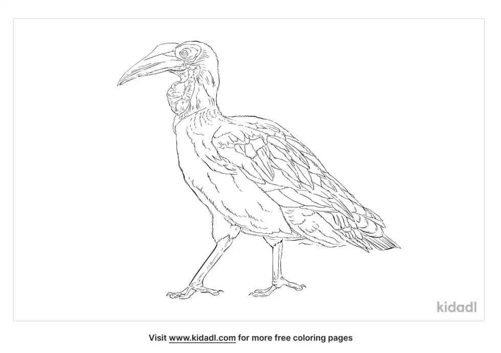 Southern Ground Hornbill Coloring Page