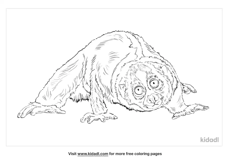 Loris Coloring Page