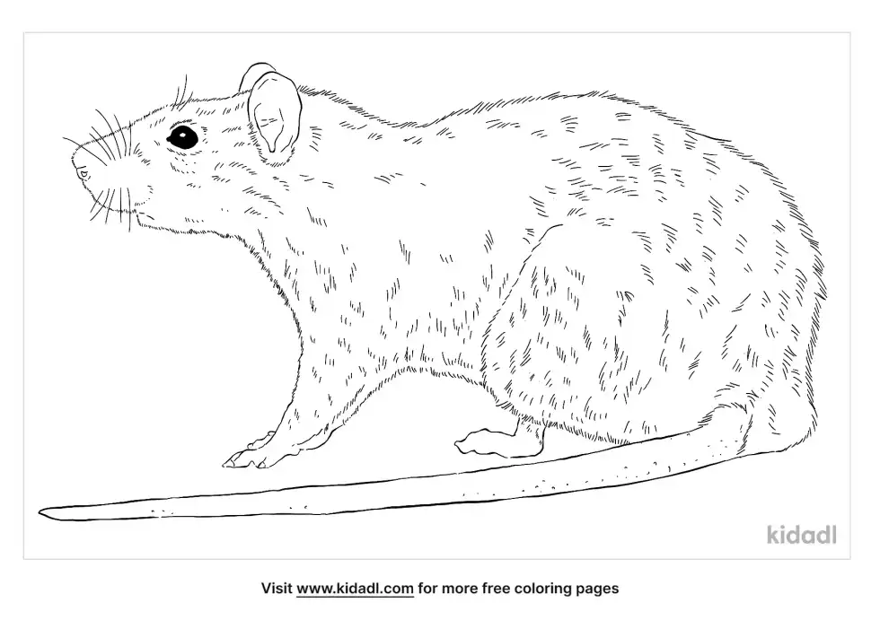 Rats Coloring Page