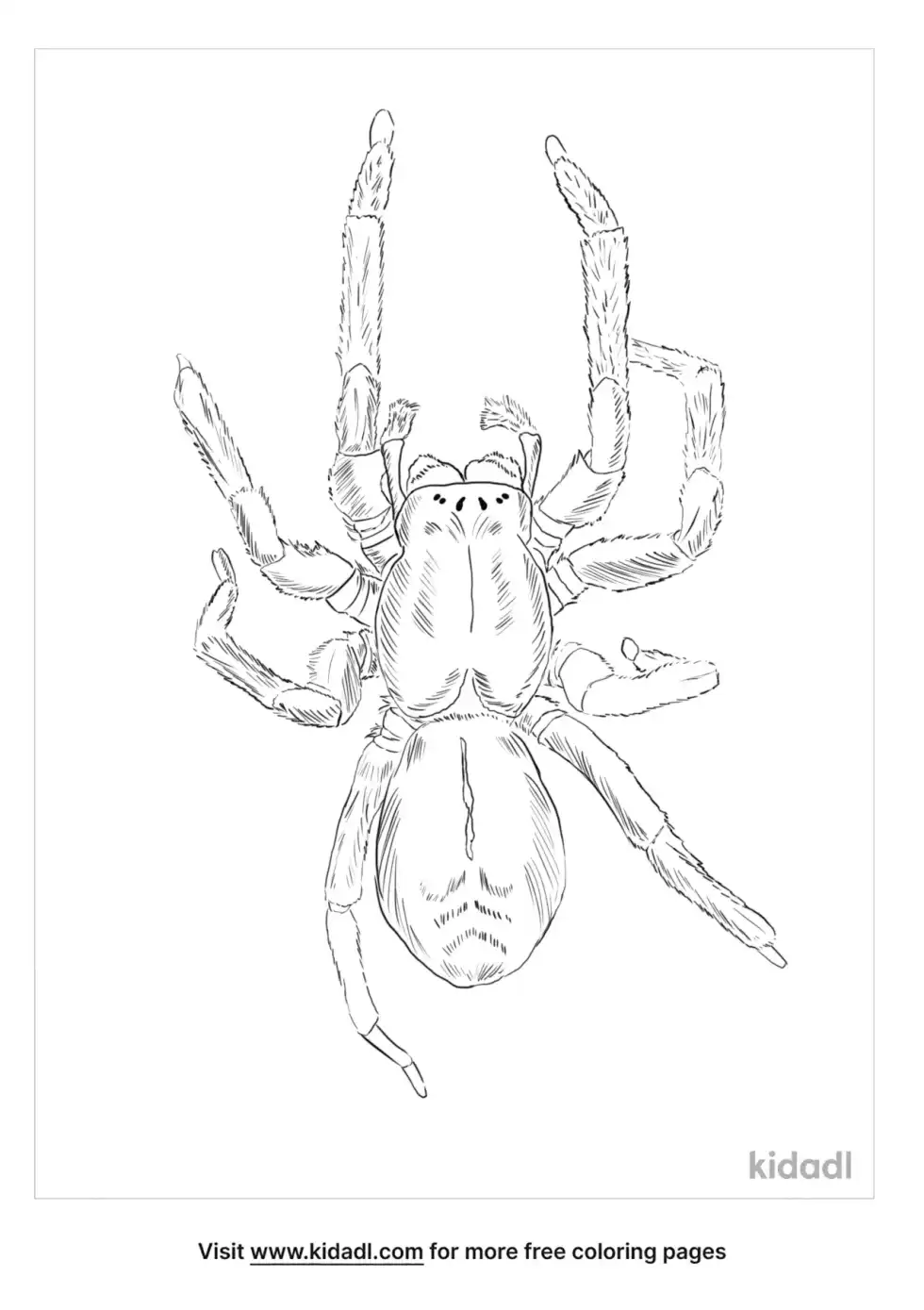 Black House Spider Coloring Page