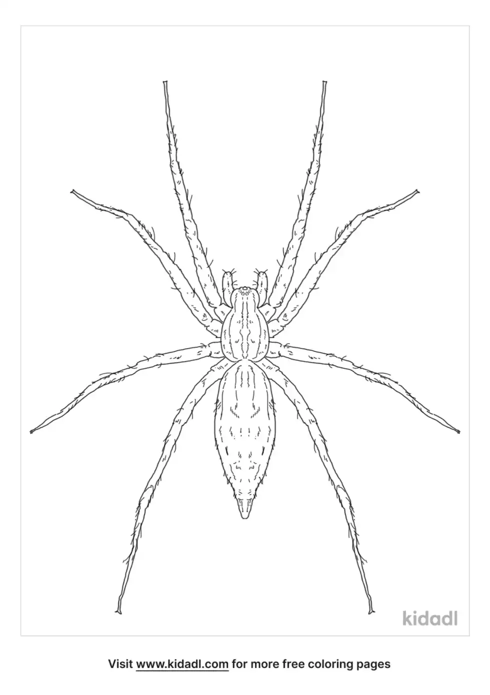 Grass Spider Coloring Page