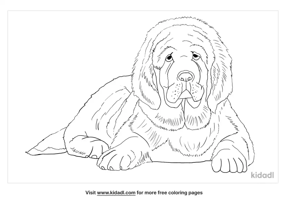 Tibetan Mastiff Coloring Page