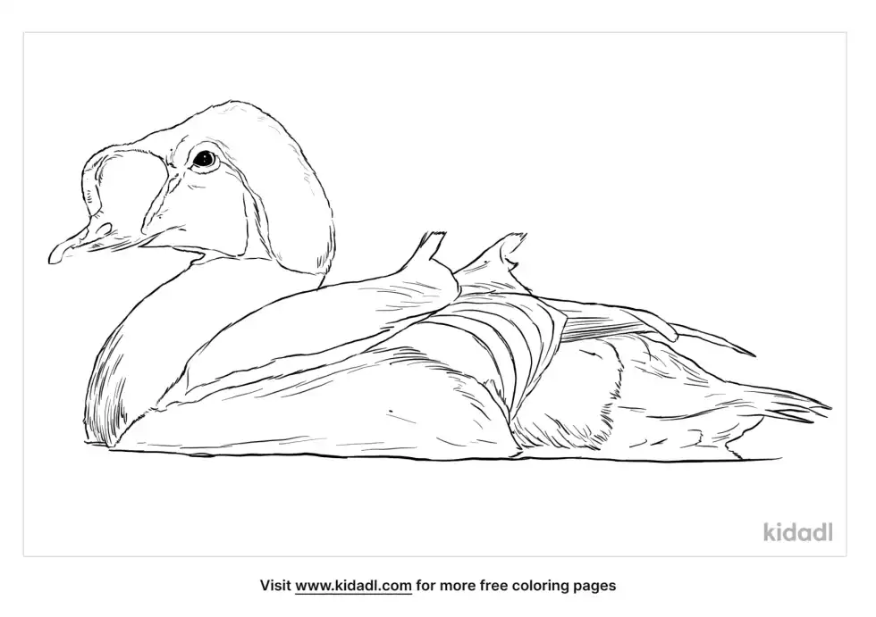Eider Coloring Page