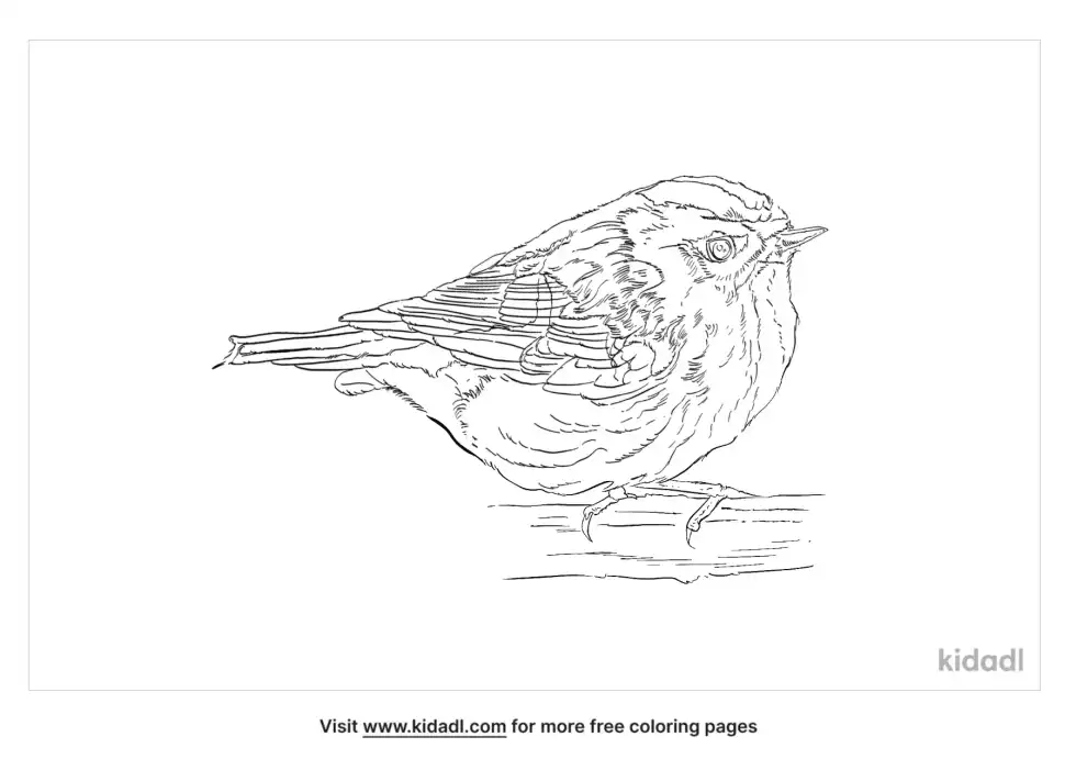 Blackburnian Warbler Coloring Page
