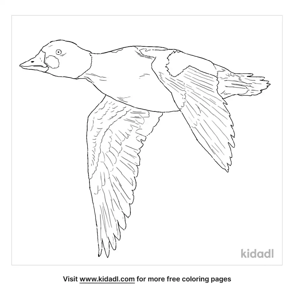 Common Goldeneye Coloring Page