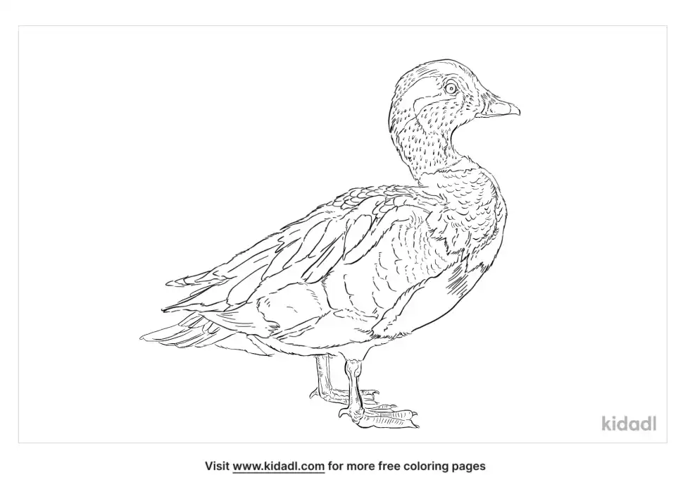 American Wigeon Coloring Page