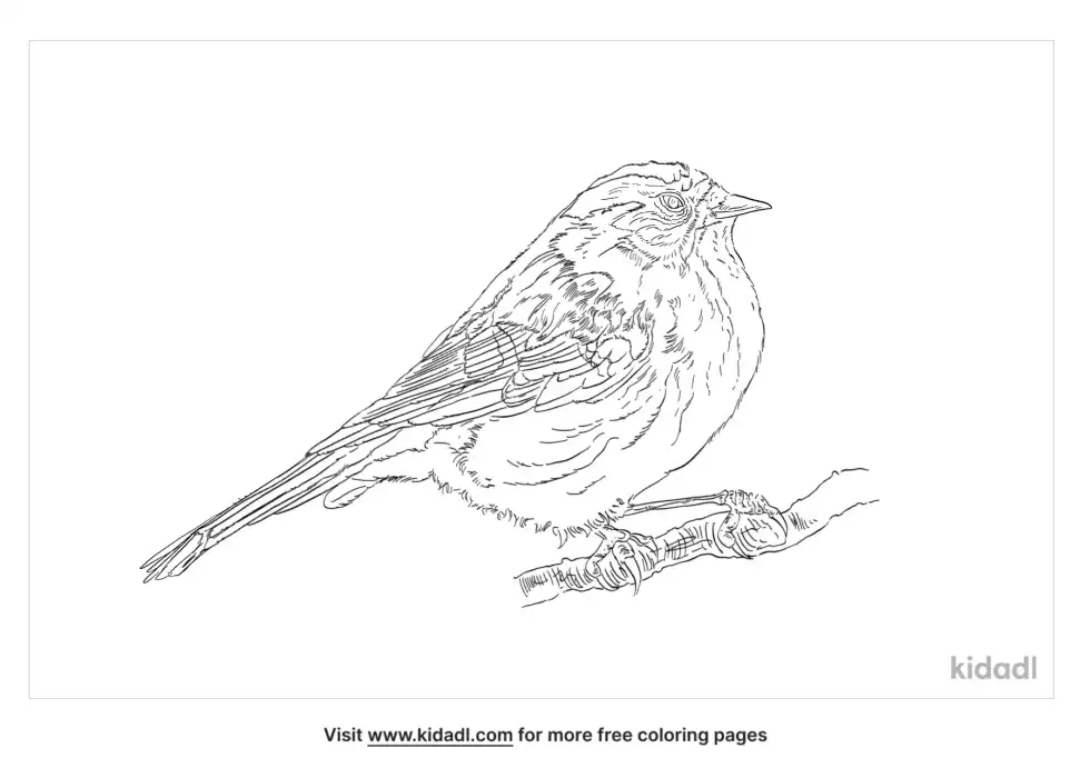 Dunnock Coloring Page