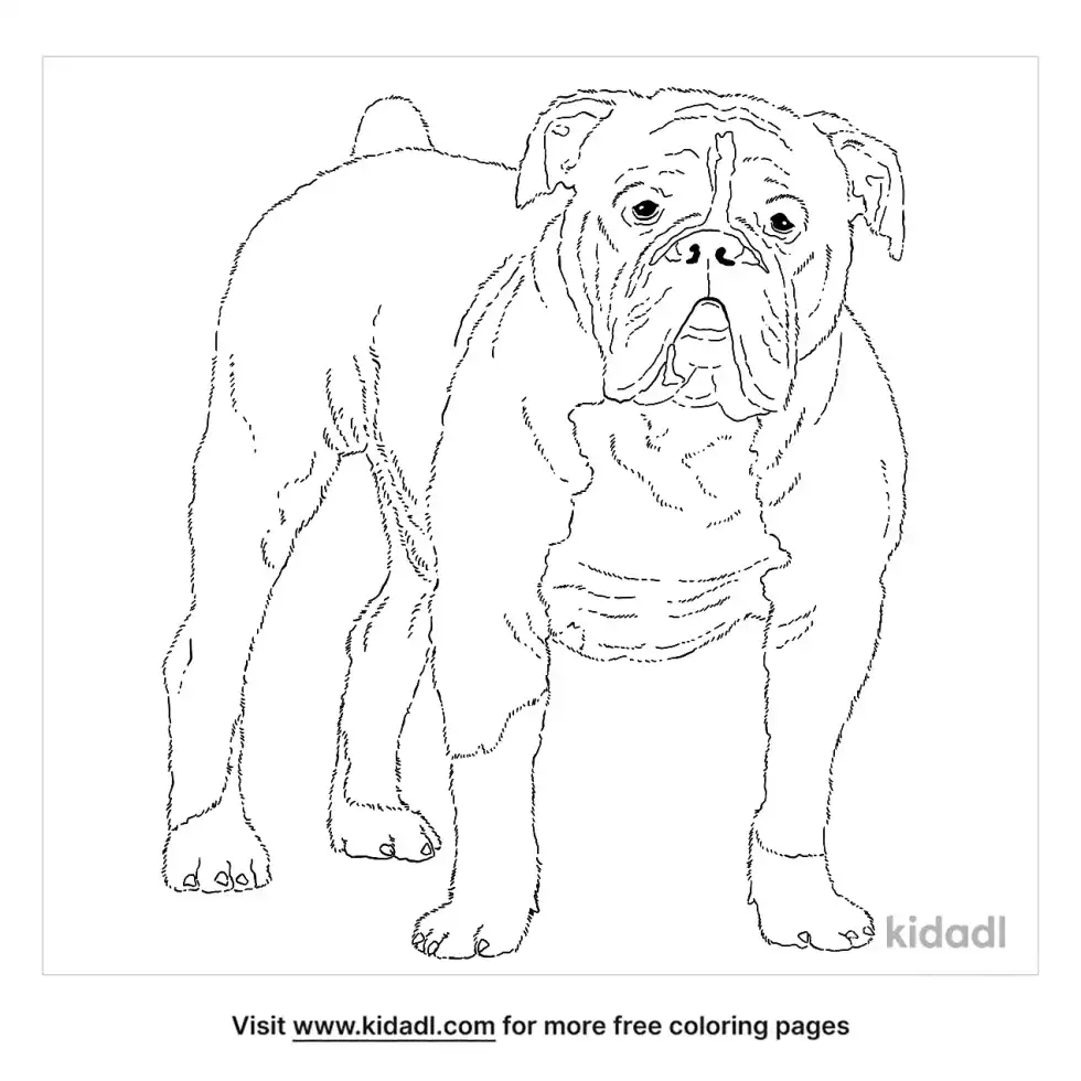 Victorian Bulldog Coloring Page