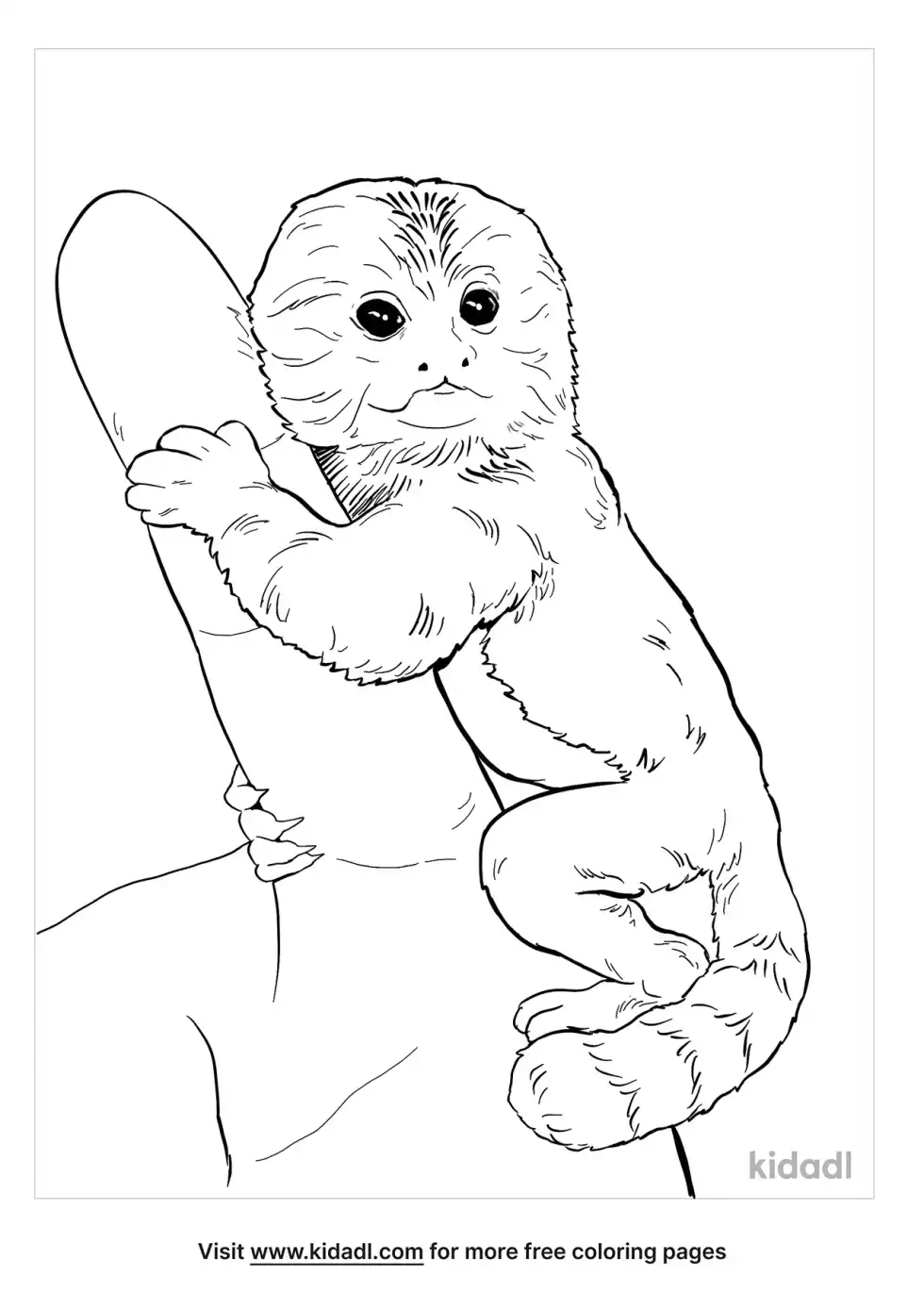 Pygmy Marmoset Coloring Page