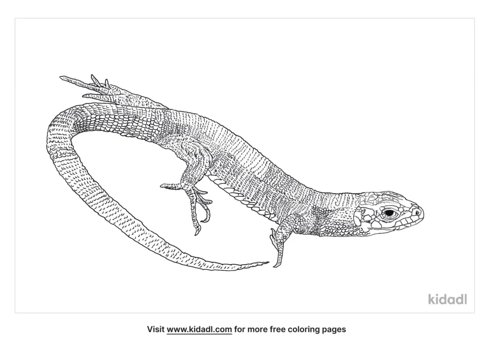 Common Lizard Coloring Page