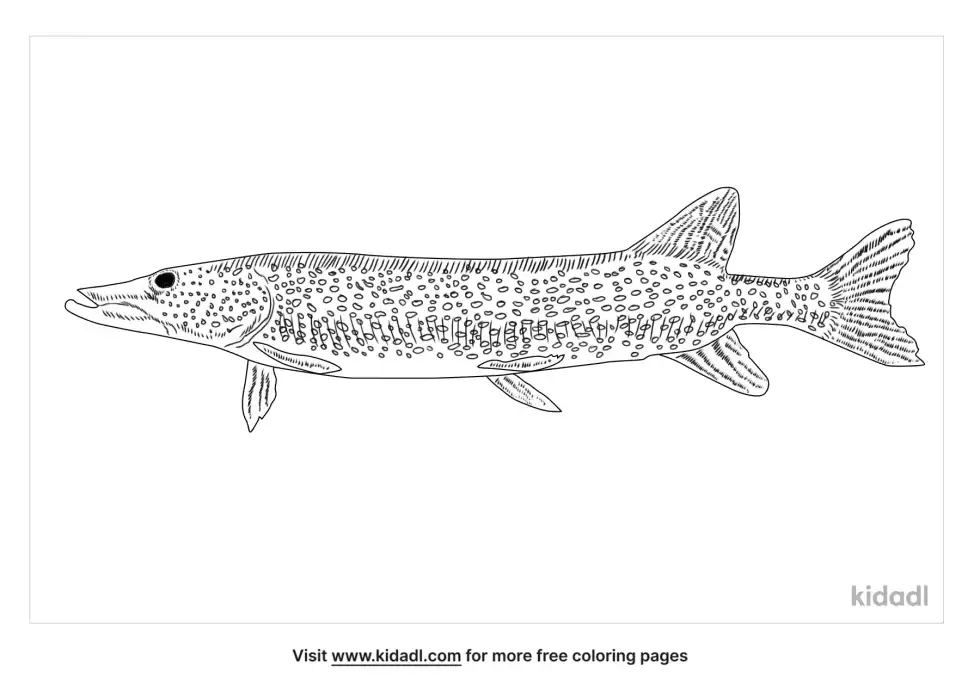 Northern Pike Coloring Page