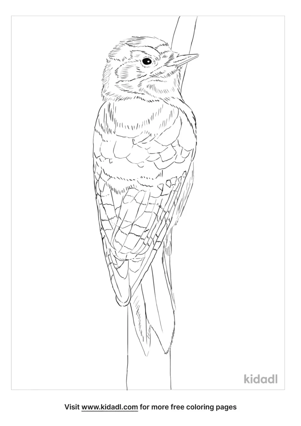 Lesser Spotted Woodpecker Coloring Page
