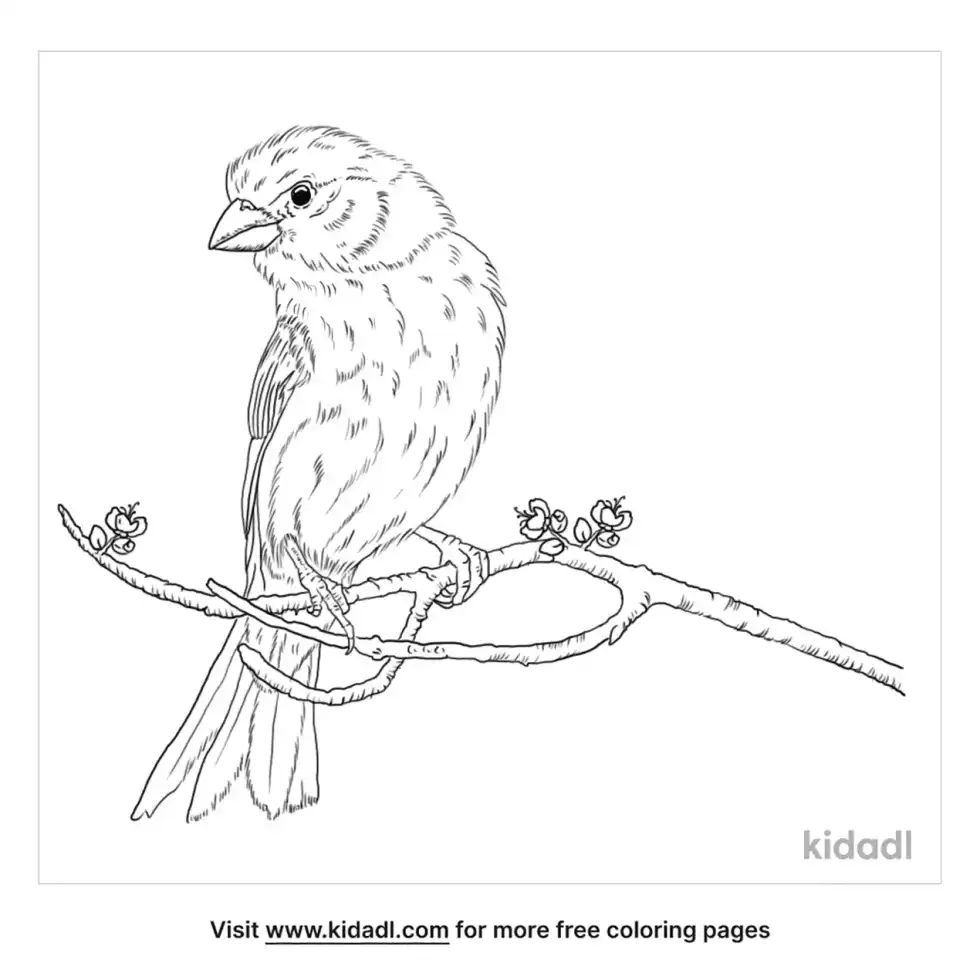 Red Finch Coloring Page