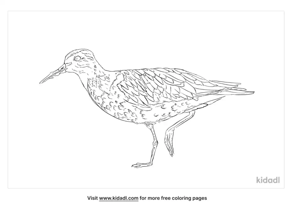 Pectoral Sandpiper Coloring Page