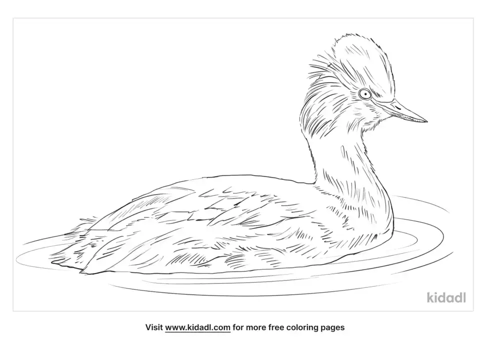 Eared Grebe Coloring Page