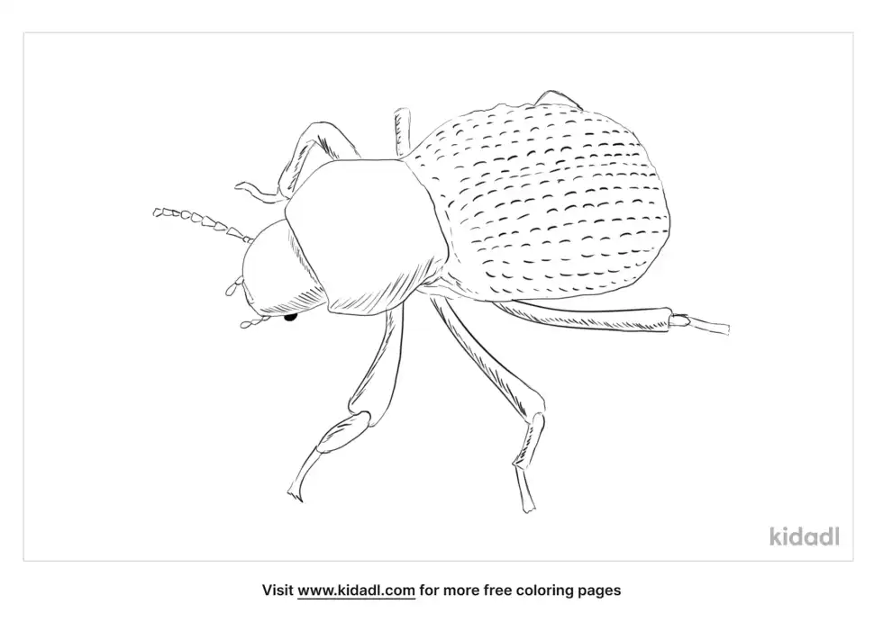 Blue Death Feigning Beetle Coloring Page