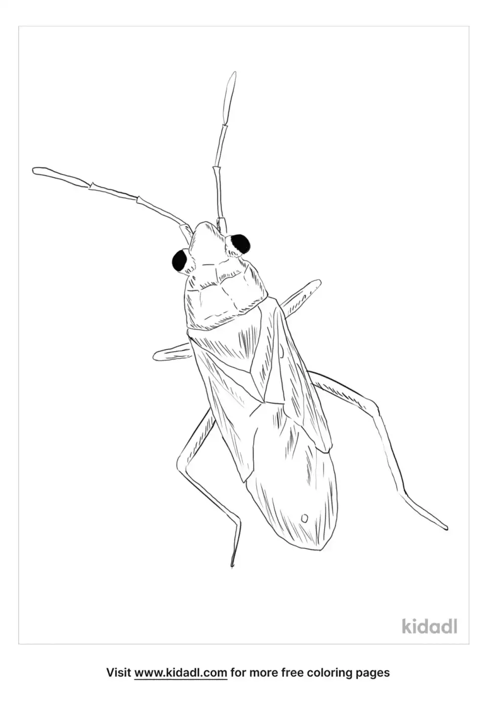False Chinch Bug Coloring Page