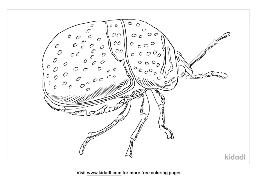 Kudzu Bug Coloring Page