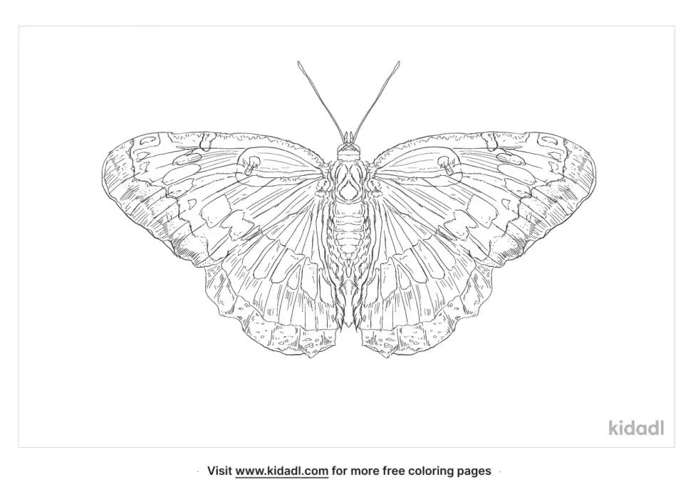White Admiral Butterfly Coloring Page