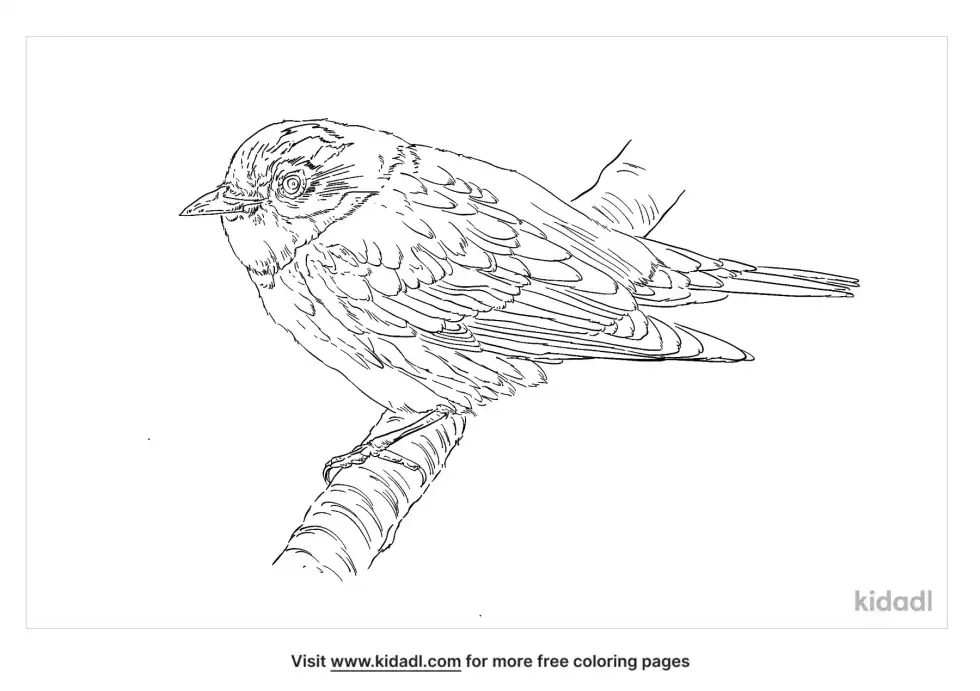 Cerulean Warbler Coloring Page