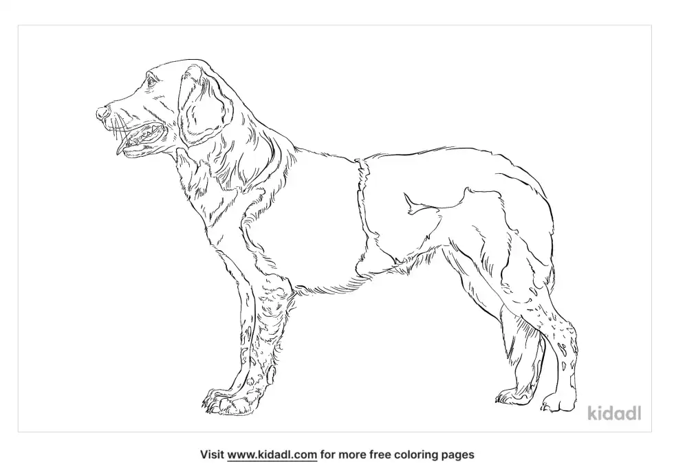 Stabyhoun Coloring Page
