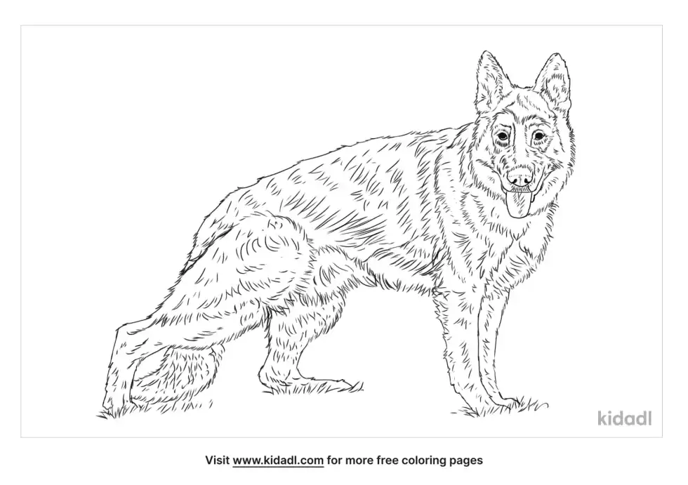 Golden Shepherd Coloring Page