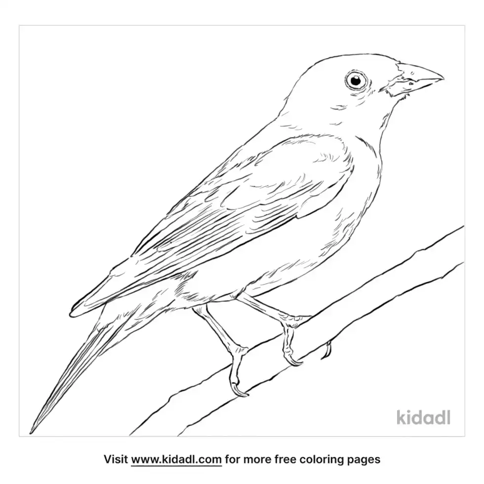 Scarlet Tanager Coloring Page