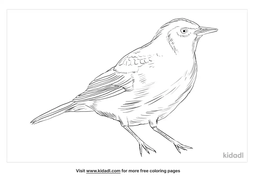 Shiny Cowbird Coloring Page