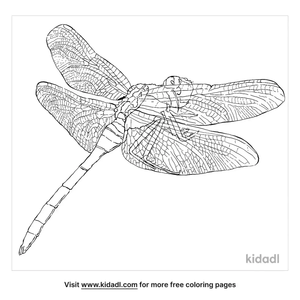 Eastern Pondhawk Coloring Page