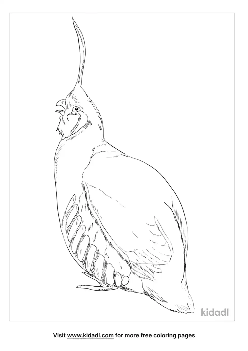 Mountain Quail Coloring Page