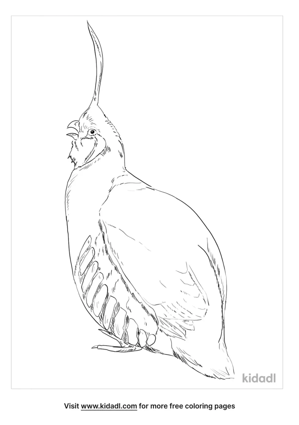 Mountain Quail Coloring Page
