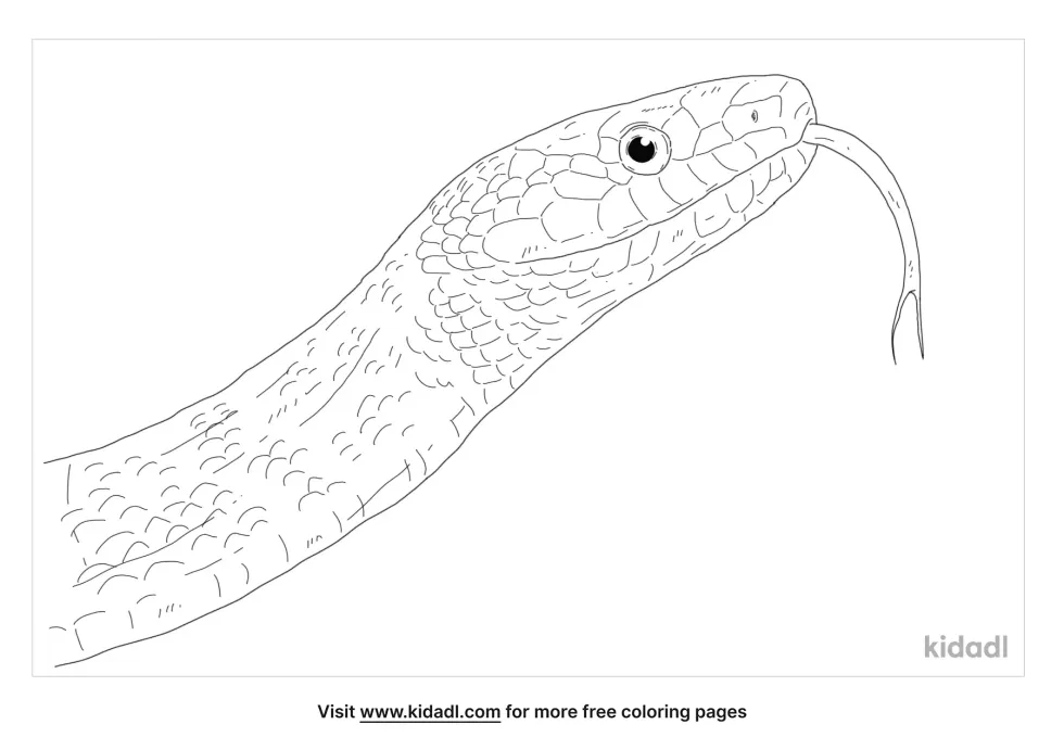 Eastern Rat Snake Coloring Page