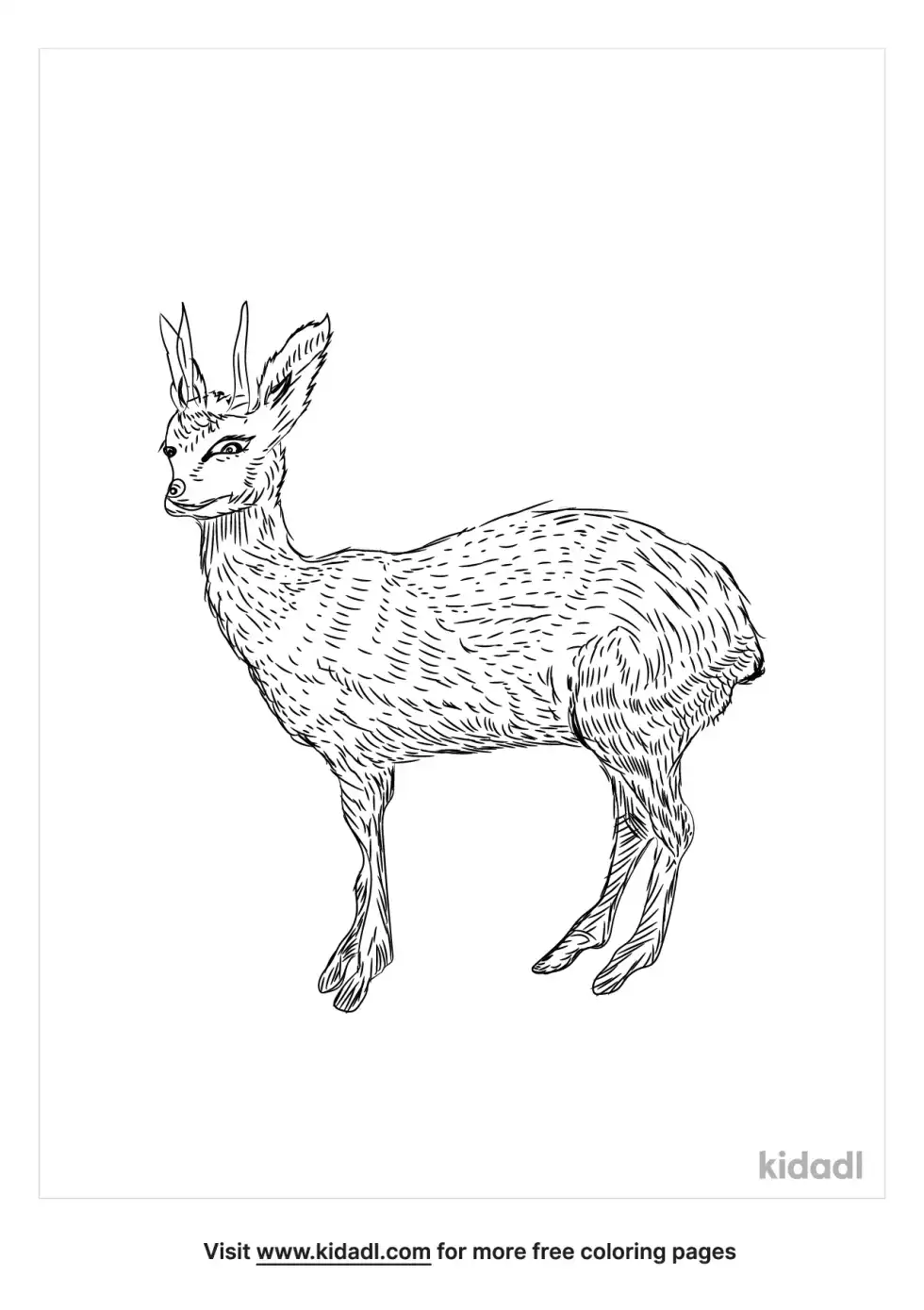 Klipspringer Coloring Page