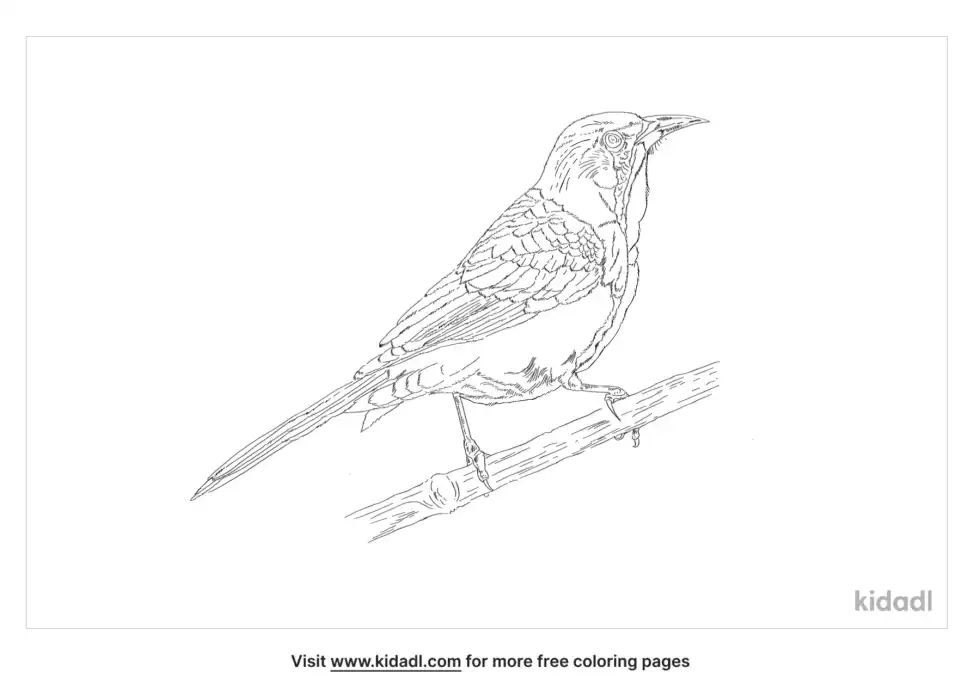 Western Kingbird Coloring Page