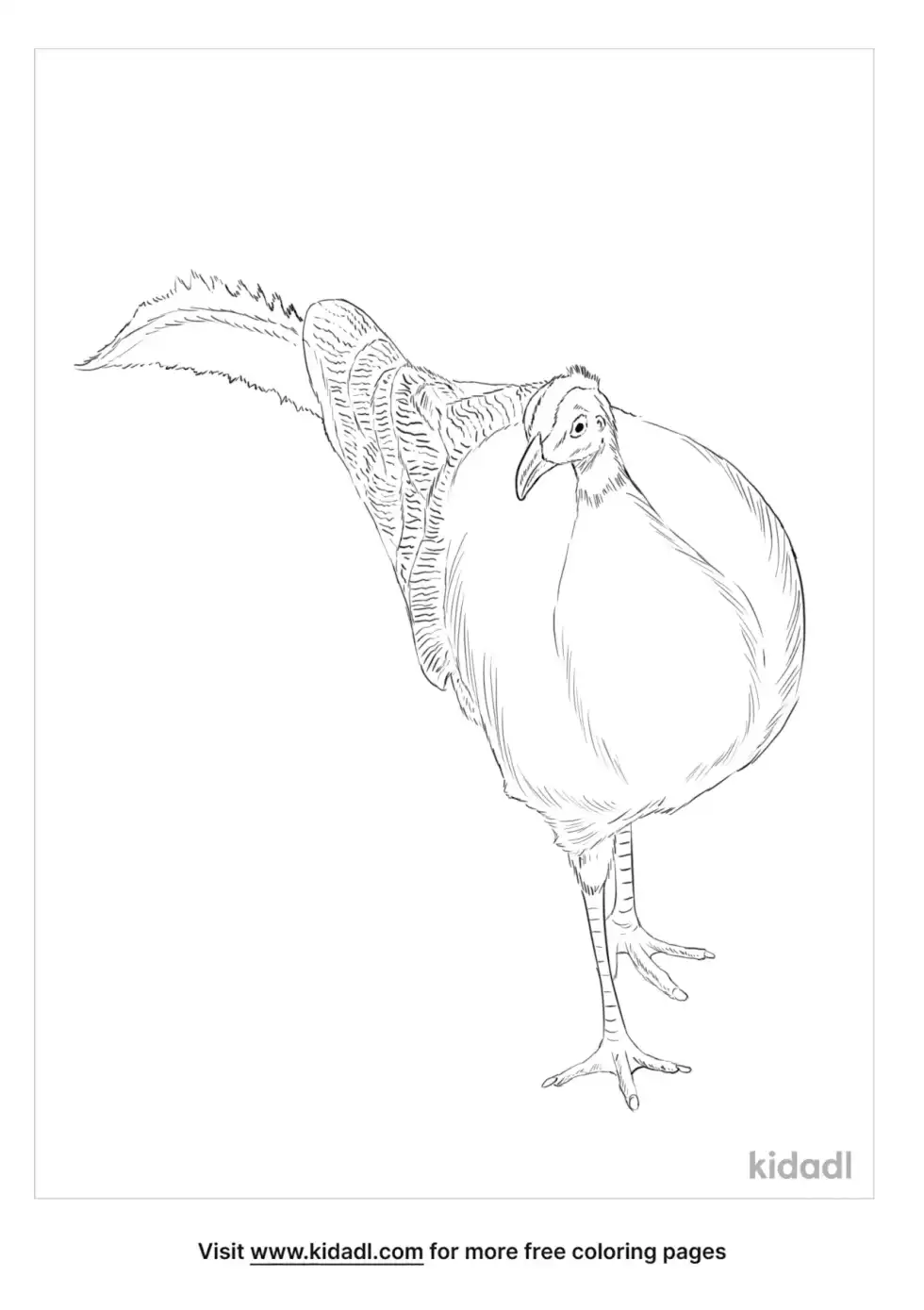 Argus Pheasant Coloring Page