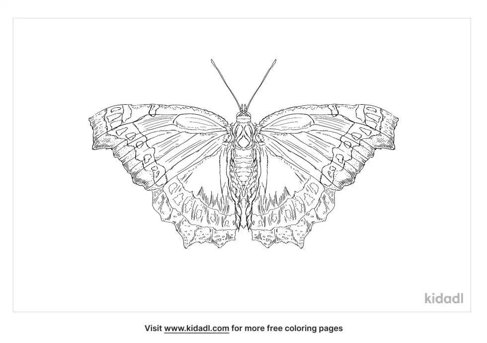 Mourning Cloak Butterfly Coloring Page
