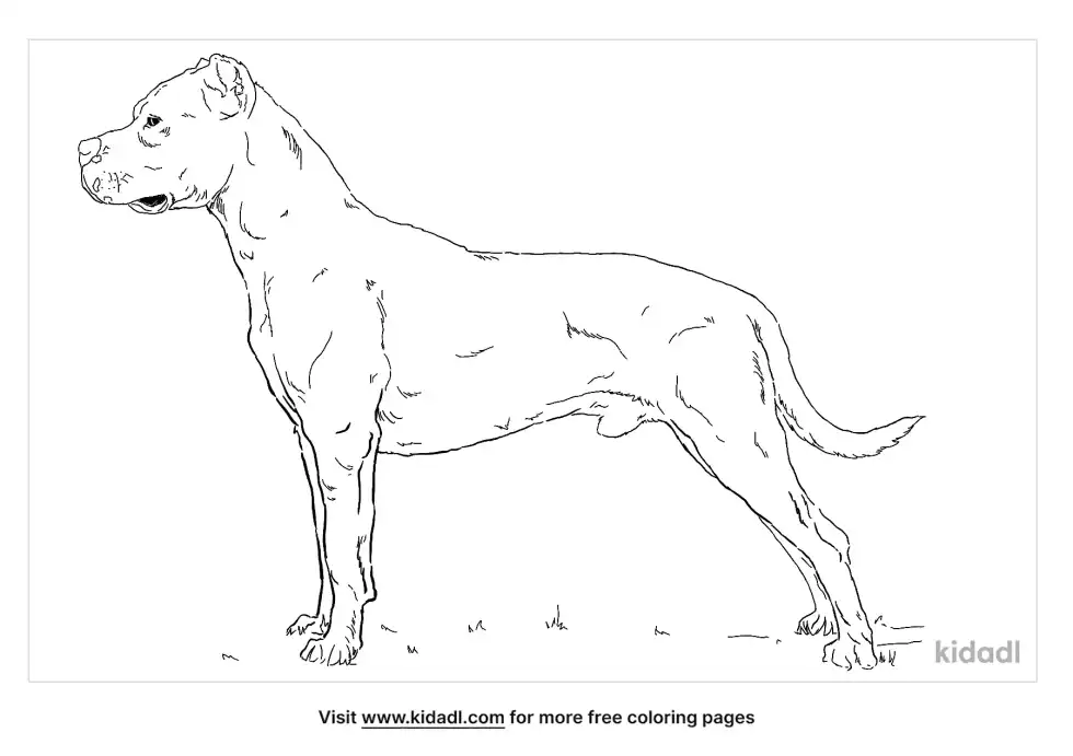 Dogo Argentino Coloring Page