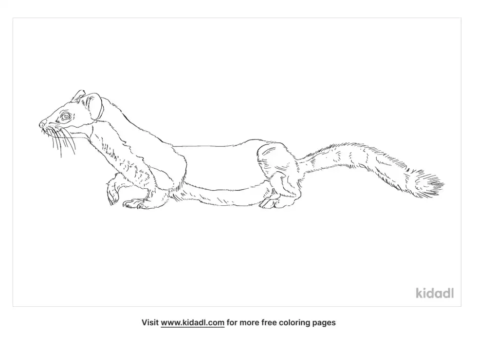 Long-Tailed Weasel Coloring Page