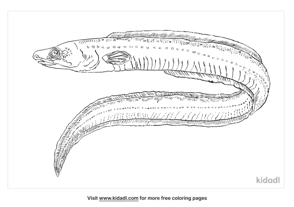 Anago Coloring Page