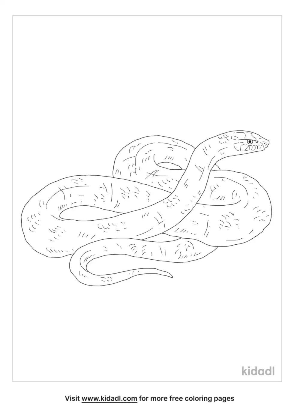 Indigo Snake Coloring Page