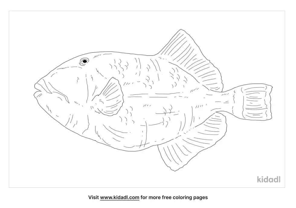 Titan Triggerfish Coloring Page