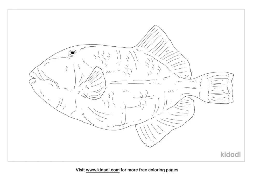 Titan Triggerfish Coloring Page