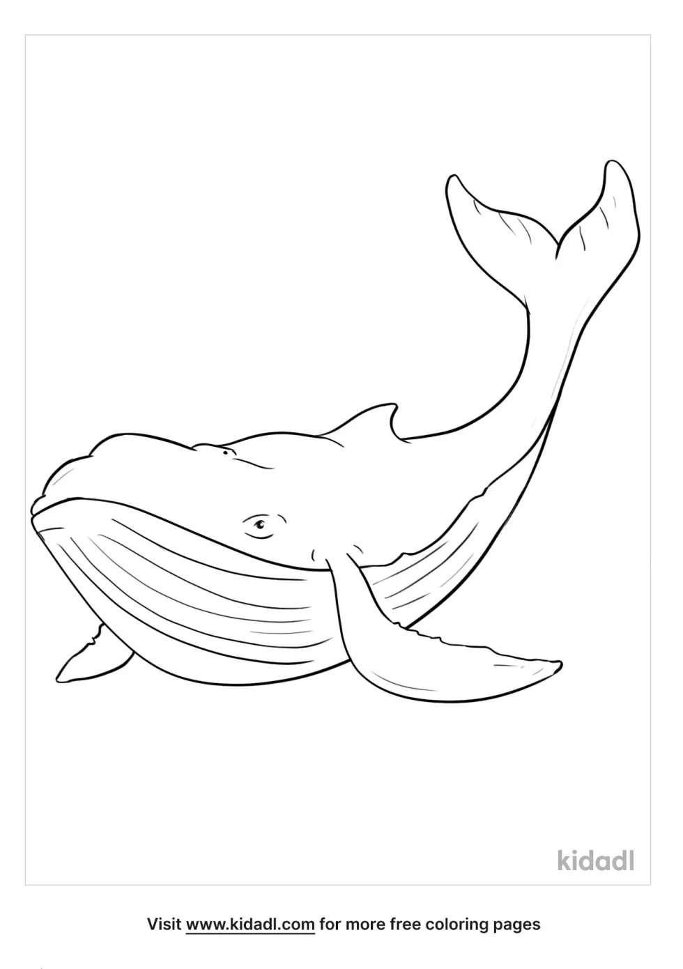 Albino Humpback Whale Coloring Page
