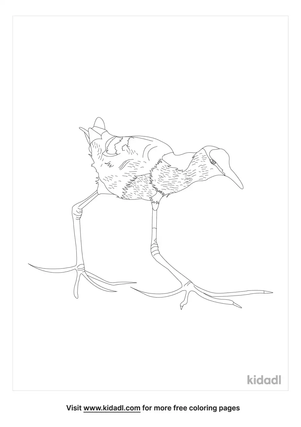 Jacana Coloring Page